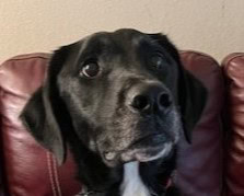 Oliver Face