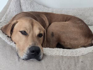 925 Dixon Dogbed.jpg