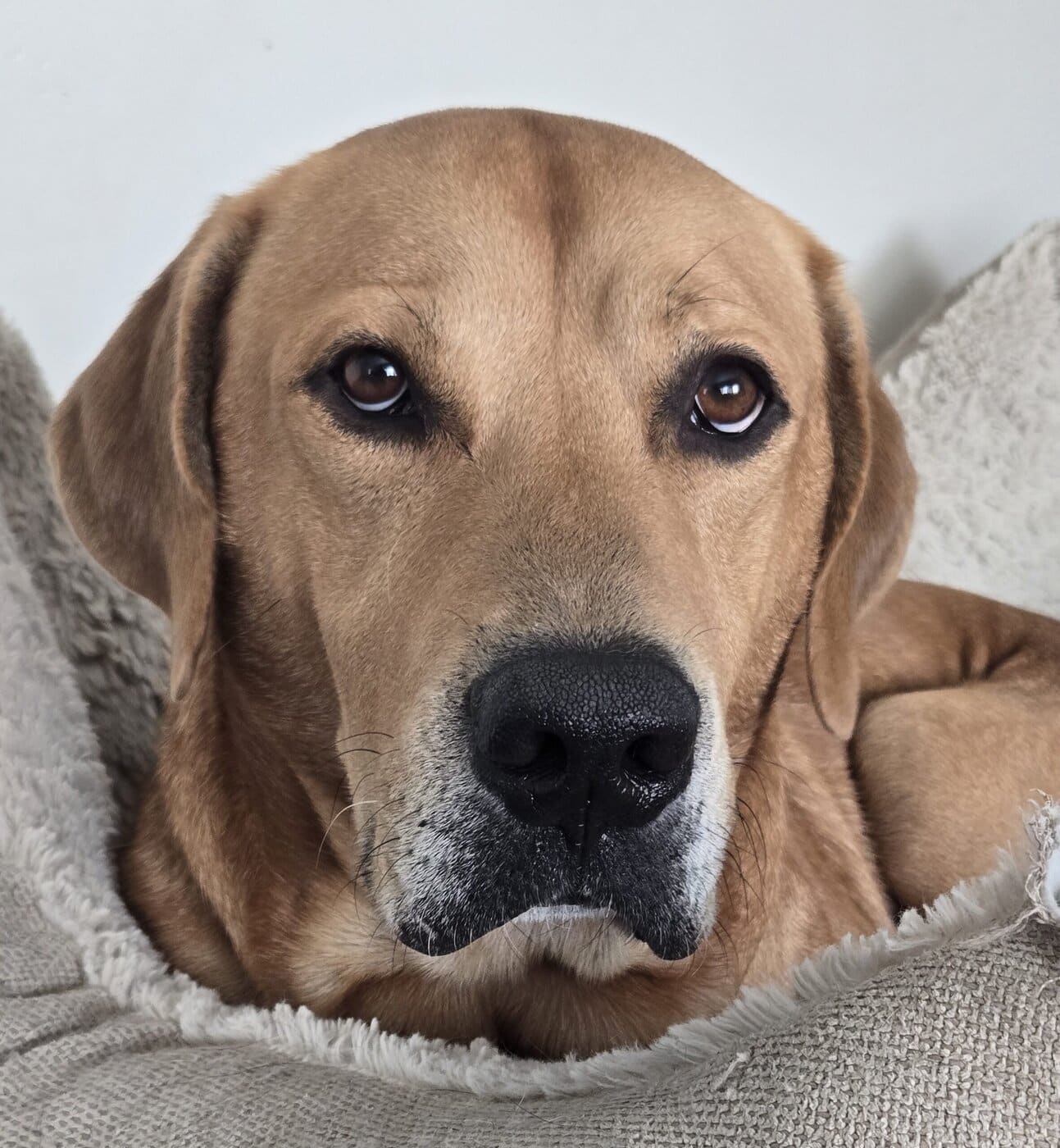 925 Dixon Face New Scaled