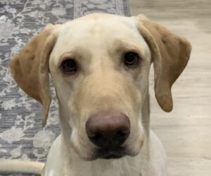 Bently Face