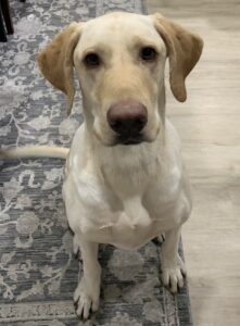Bently Sit.jpg