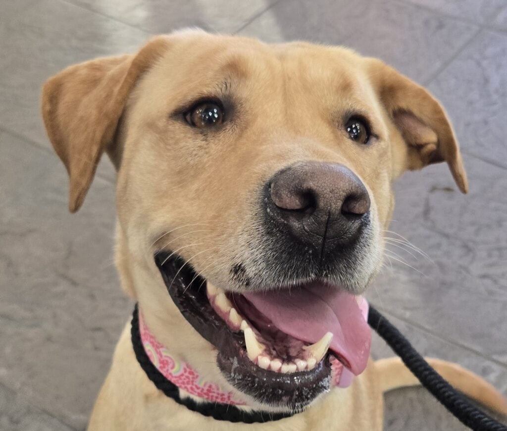 929 Biscuit – Coming Soon!