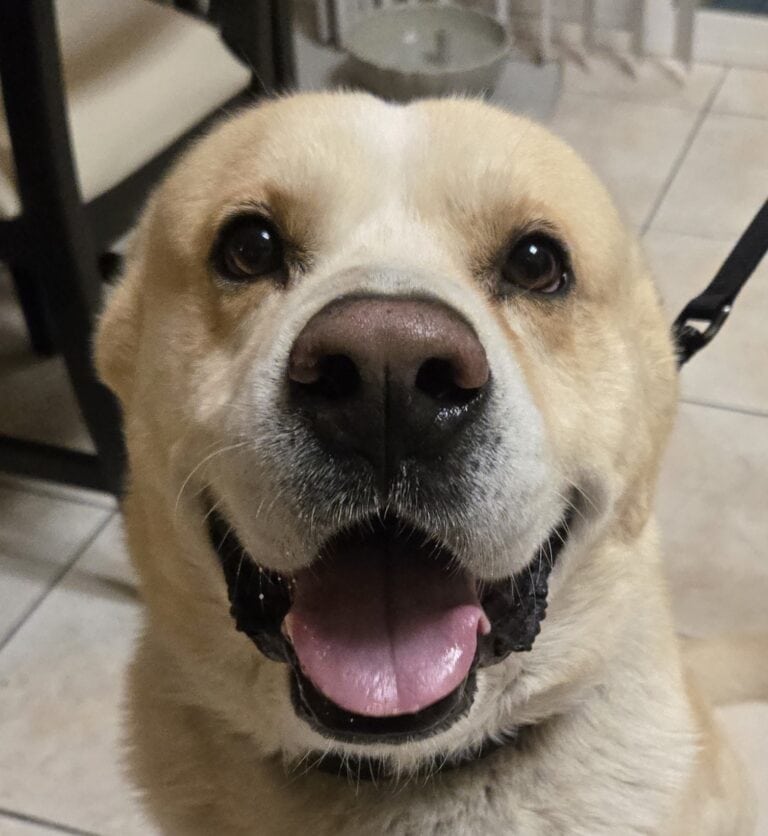 Rex Rescue Grey Rwi 933 Rex - NEW! - Labs 2 Love Rescue