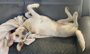 Maxcouchupsidown.pdf