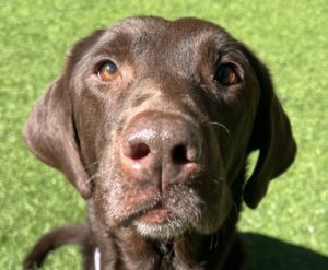 939 Cocoa Face