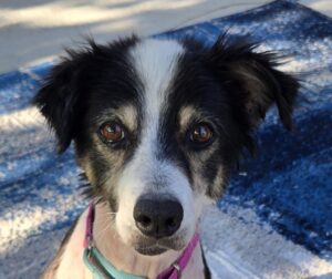 941 Tilly Face