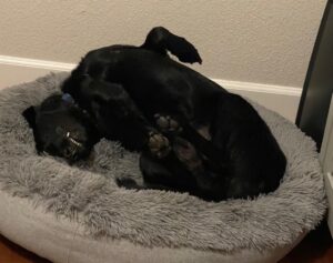 Quill Dogbed
