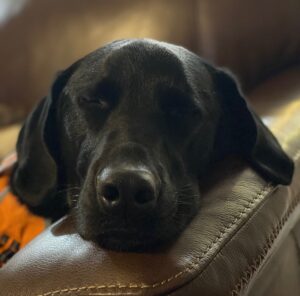 Quill Face Sleeping