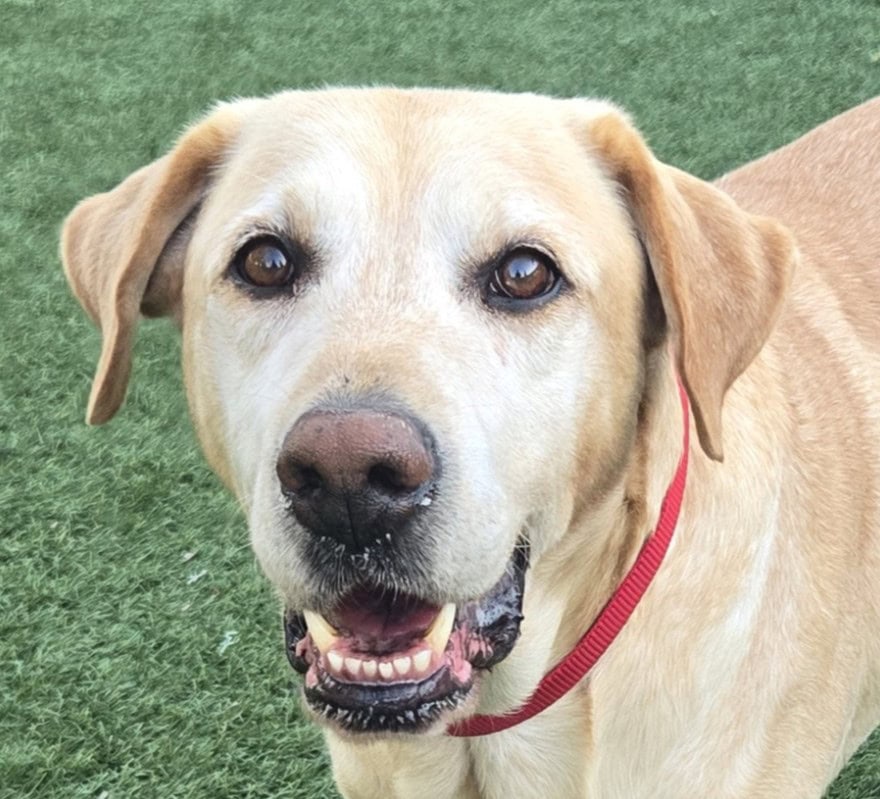 942 Booboo – Adoption Pending!