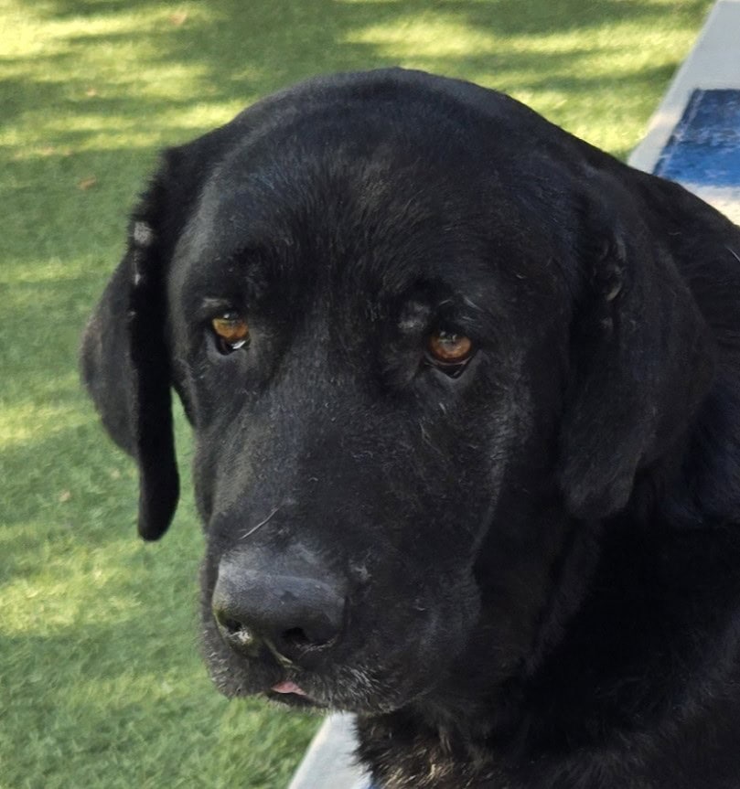 944 Fabel – Adoption Pending!