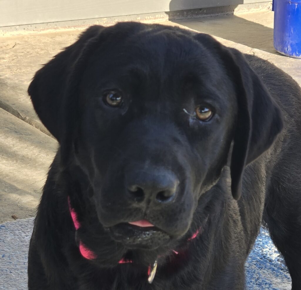 948 Gabby – New!