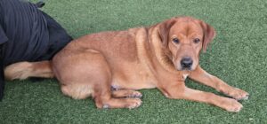 945 Holly Laying2