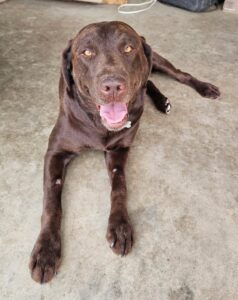 Buddy Laying3