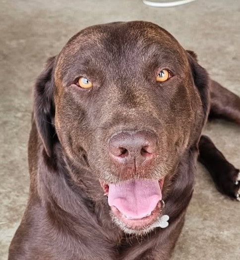 Buddy – Please Let Us Know If You Are Interested!