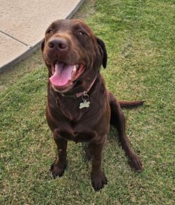 Buddy Happy Sit